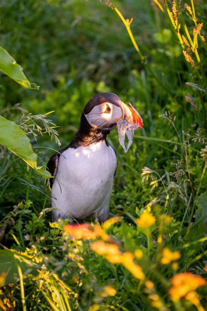Icelandic puffin with squid
